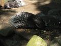 Zoo Cottbus 129